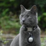 Russian Blue Cat With Black Collar